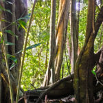 Banana varieties in Sri Lanka