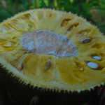 Mr. Jackfruit