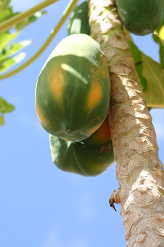 Papaya “Red Lady” (රෙඩ්ලේඩි පැපොල්) 1kg – 0762 655 255